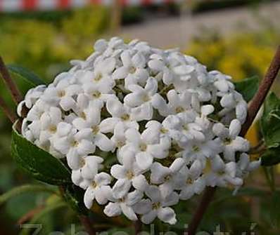 kalina - Viburnum carlesii 'Aurora'