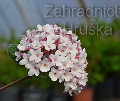 kalina - Viburnum carlesii 'Aurora'