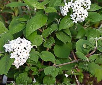 kalina - Viburnum carlesii 'Aurora'