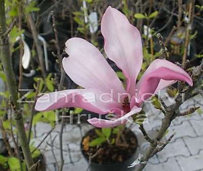 šácholan - Magnolia obovata (liliflora) 'Purpurea' | zahradnictví Hruška