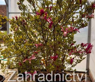 šácholan - Magnolia obovata (liliflora) 'Purpurea' | zahradnictví Hruška