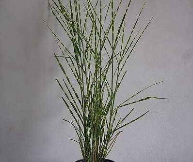 ozdobnice - Miscanthus sinensis 'Zebrina'