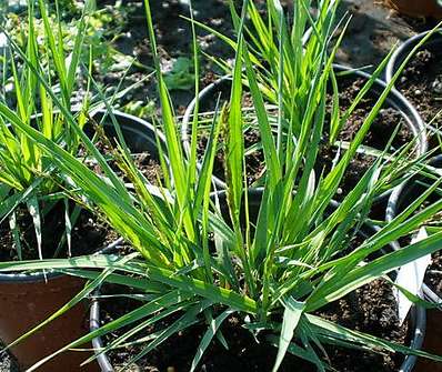 bezkolenec - Molinia caeruela 'Moorhexe'