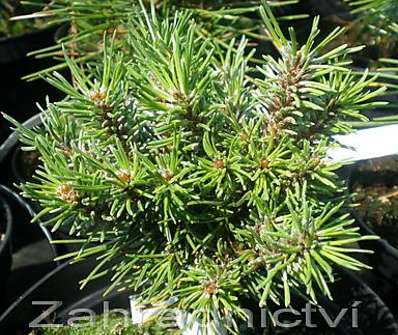 Borovice - Pinus uncinata 'Petruška'KM