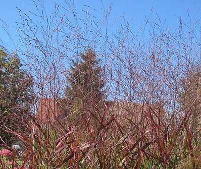 proso - Panicum virgatum 'Rotstrahlbusch'