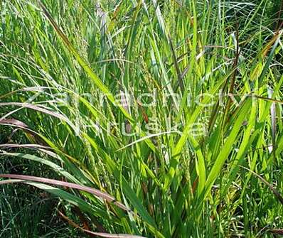 proso - Panicum virgatum 'Rotstrahlbusch'