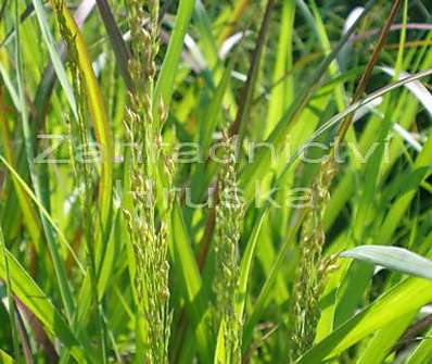 proso - Panicum virgatum 'Rotstrahlbusch'