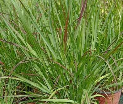 proso - Panicum virgatum 'Shenandonah'