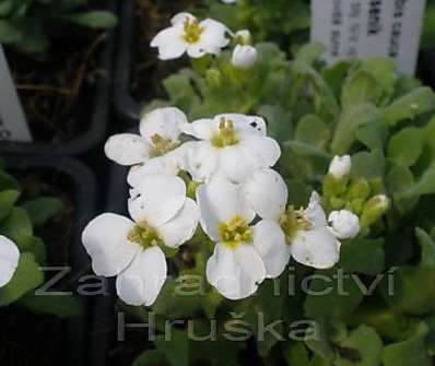 Arabis caucasica 'Snow Cap'