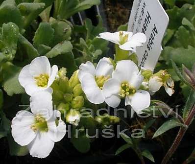 Arabis caucasica 'Snow Cap'