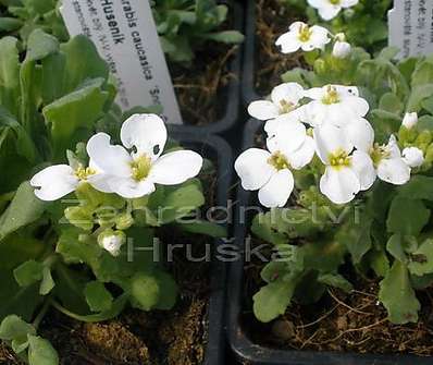 Arabis caucasica 'Snow Cap'