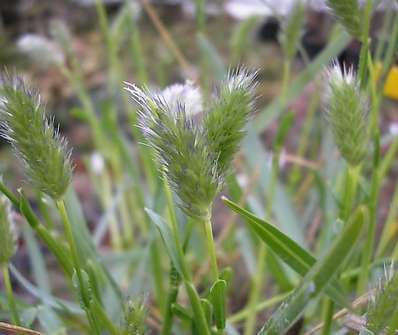 pěchava - Sesleria heuffleriana