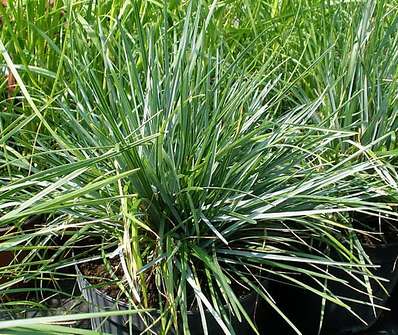 pěchava - Sesleria heuffleriana