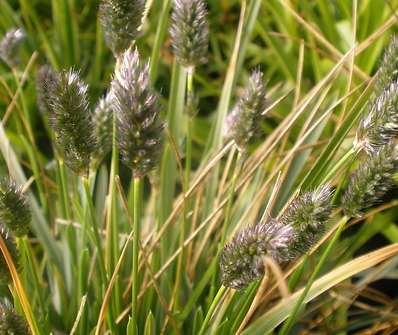 pěchava - Sesleria heuffleriana