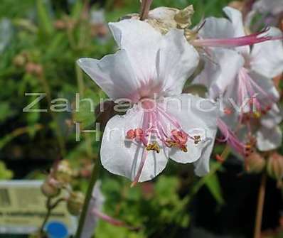 Geranium x cantabrigiense Biokovo