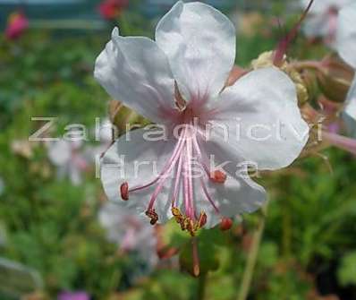 Geranium x cantabrigiense Biokovo