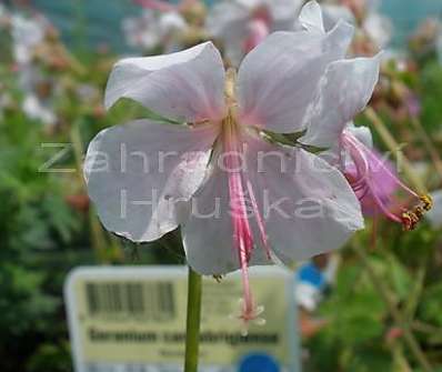 Geranium x cantabrigiense Biokovo