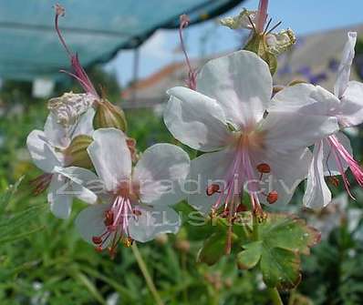 Geranium x cantabrigiense Biokovo