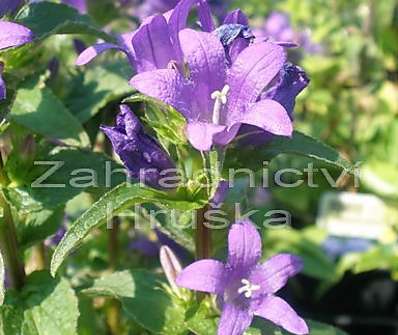 Campanula glomerata Acaulis