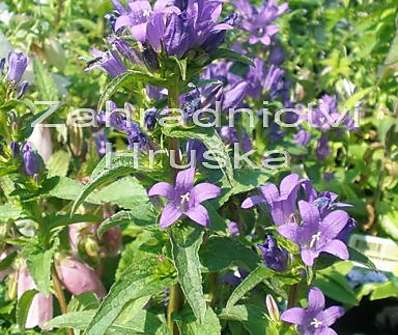 Campanula glomerata Acaulis