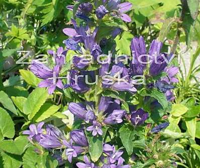 Campanula glomerata Acaulis