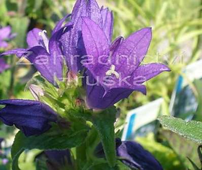 Campanula glomerata Acaulis