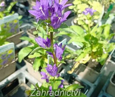 Campanula glomerata Acaulis