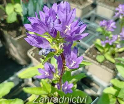 Campanula glomerata Acaulis