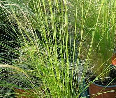 kavyl - Stipa tenuissima 'Pony Tails'