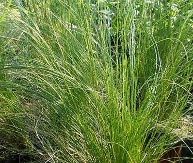 kavyl - Stipa tenuissima 'Pony Tails'