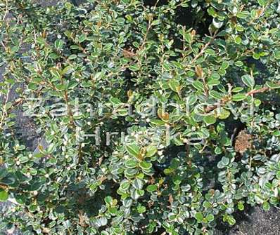 skalník - Cotoneaster congestus