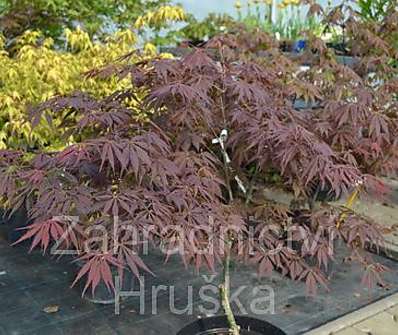 javor - Acer palmatum 'Burgundy Lace'