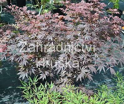 javor - Acer palmatum 'Burgundy Lace'