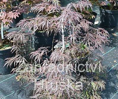 javor - Acer palmatum 'Inaba Shidare'