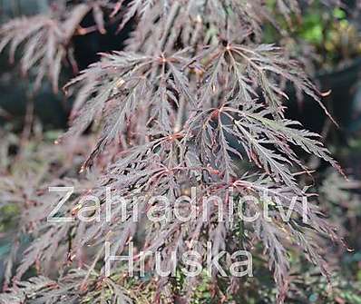 javor - Acer palmatum 'Inaba Shidare'