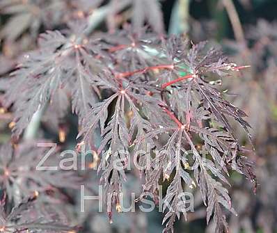 javor - Acer palmatum 'Inaba Shidare'