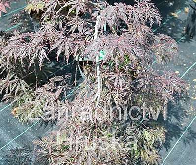 javor - Acer palmatum 'Inaba Shidare'