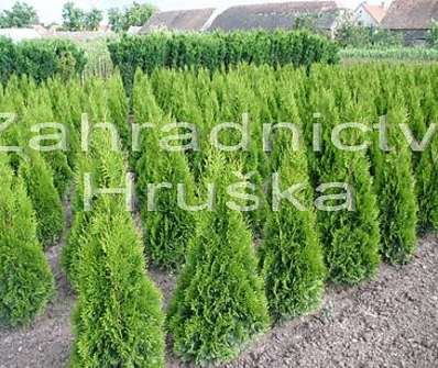 zerav - Thuja occ. 'Smaragd'