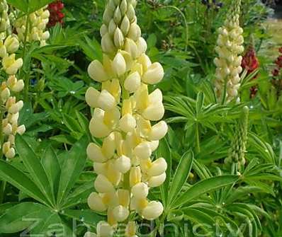 Lupinus polyphyllus Lupini Yellow