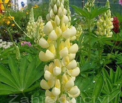 Lupinus polyphyllus Lupini Yellow