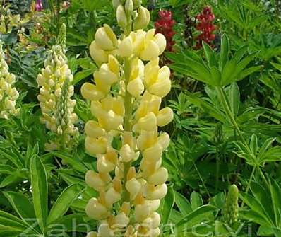 Lupinus polyphyllus Lupini Yellow