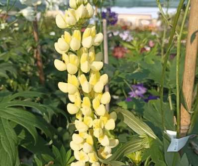 Lupinus polyphyllus Lupini Yellow