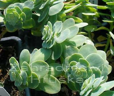 Sedum ewersii