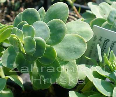 Sedum ewersii