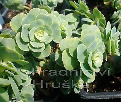 Sedum ewersii