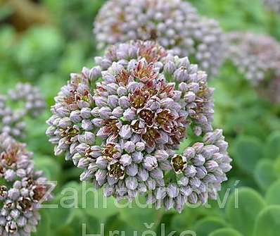 Sedum ewersii