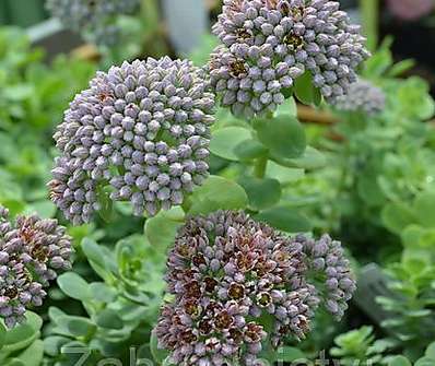 Sedum ewersii