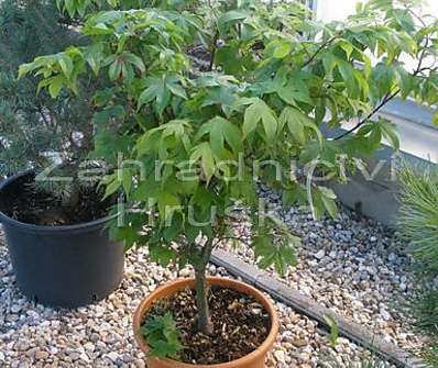 javor - Acer palmatum 'Osakazuki'.