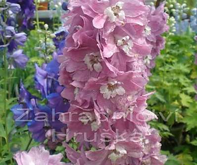 Delphinium Excalibur Lilac Rose / White Bee