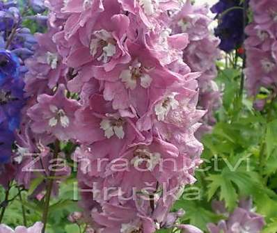 Delphinium Excalibur Lilac Rose / White Bee